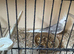 3 Cockatiels for Sale
