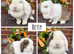 Pure bred quality mini lops