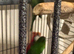 Breeding female male
