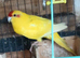 Kakariki hen kakariki hen