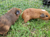 California x brothers Guinea pigs, ip3