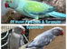 Breeding & pet Mutation Indian Ringneck Parrots