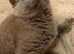 2x female Gccf registered kittens ready to go