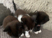 4 gorgeous kittens