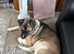 Akita