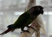 Green cheek conure