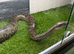 GREEN ANACONDAS