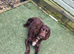 Boy spaniel