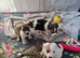 Hi Bred papyjack/Parson