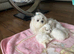 Maltese Korean Mini