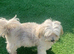 Beautiful maltese