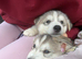 Siberian husky/Malamute puppies