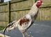 Aseel chicks