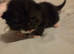 Beautiful kittens half British shorthair