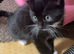 Kittens ready now