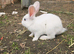 White or Brown New Zealand Rabbits