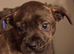 Cane corso cross puppies