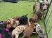 Duchund puppies