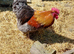 Gold Lace Chouchin (Large fowl)