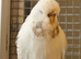 Budgies