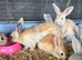 Mini lop cross Rex