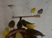 Canary for sale