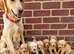 Gorgeous Labradoodle puppies