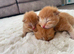 I have ragdoll cross maincoon kittens
