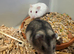 Baby Russian draft hamster boys