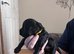 Cavapoo x cockapoo 7 gorgeous pups looking for forever home