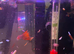 guppy fish females and males