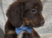 cocker spaniel puppies chocolate&tan