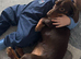 Chocolate and tan miniature dachshund boy for stud