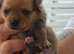 Puppies 4 female 2 males