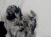 Asian tea cup poodle x small toy male