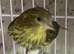 2026 Siskin x Canary Mule