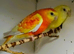 Redrump Parakeets available, stunning bonded pair