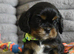 Health Tested- Cavalier King Charles Spaniel