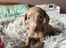 1 female available
