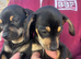 DAUSCHOUNDS PUPPIES READY NOW LAST GIRL
