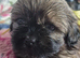3 beautiful pure shih tzus ready now!
