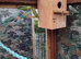 Young parrolets