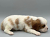 One Black and Tan girl available - cavaliers! Health tested