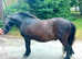 Beautiful registered standard shetland