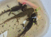 Axolotl