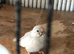 ZEBRA FINCHES AVAILABLE