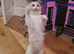 Beautiful GCCF Registered Ragdoll Kitten.