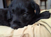 Premium - Health Checked Labradoodle Girls available 1 available for reservation
