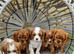Cavalier King Charles Spaniel!