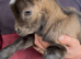 Adorable Pygmy goat babies, nannys and wethers